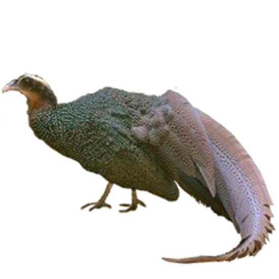 Double-banded Argus Pheasant